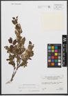 Foto von Salix waldsteiniana Willd.